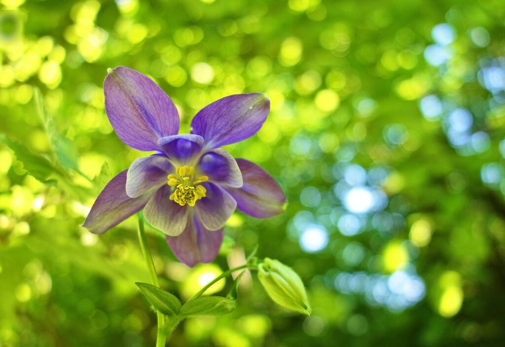 primo piano di fiore di aquilegia molto aperto in un sottobosco soleggiato