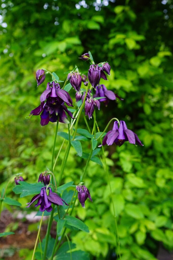 cespuglio di aquilegia in un sottobosco