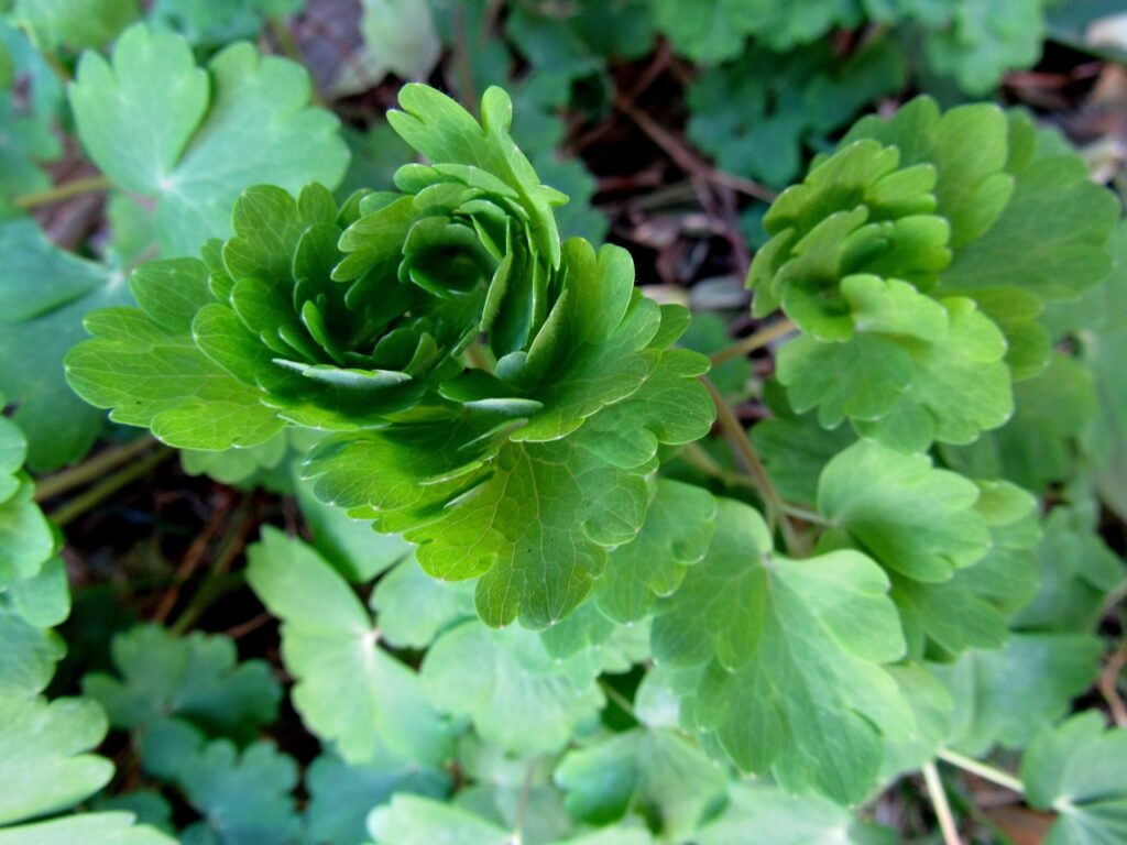 foglie di aquilegia primo piano a formare una corolla