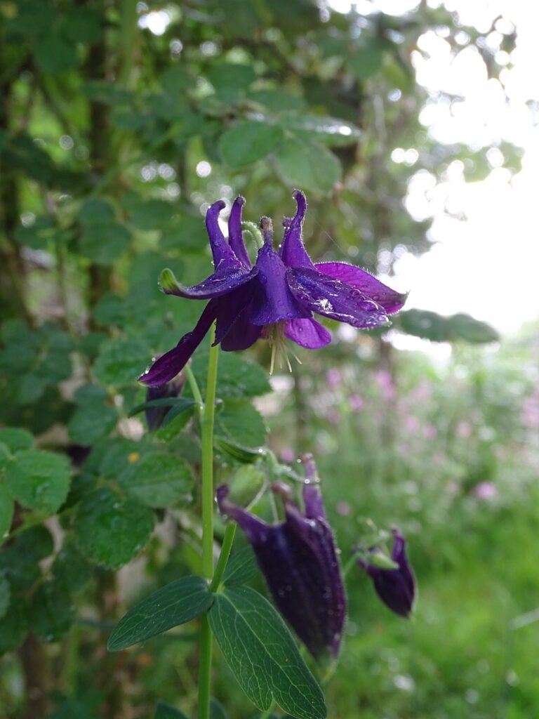 fiori che si inerpicano su foglie in un bosco 