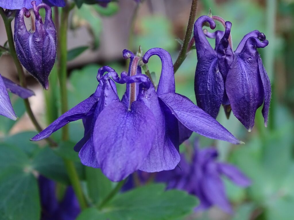 primo piano fi fiori viola penduli