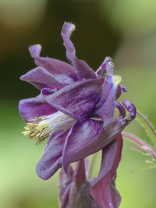 foto di profilo di un fiore di aquilegia