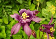 primo piano di aquilegia con fondo foglie