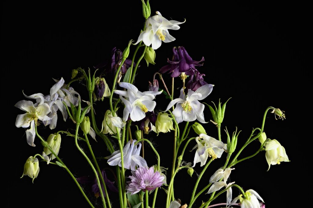 fiori bianchi con stelo senza foglie su fondo nero