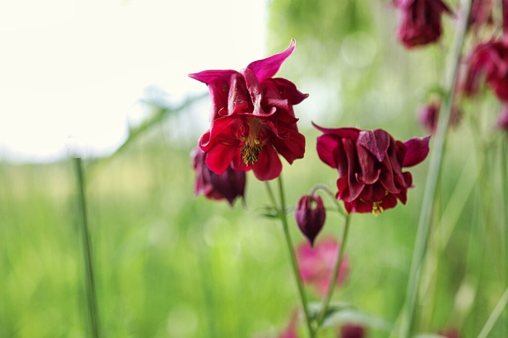 aquilegia porpora in fondo prato 