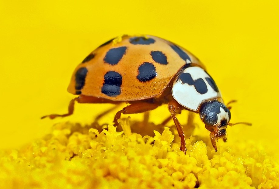 Coccinella asiatica, di colore giallo con puntini neri