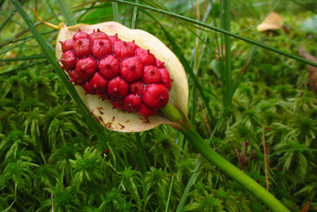 la calla immagine con il fiore pieno di frutti a bacca rossa