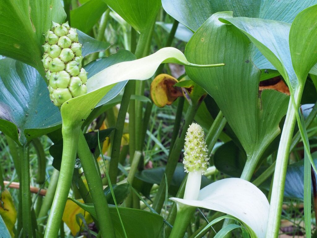 infiorescenze della calla