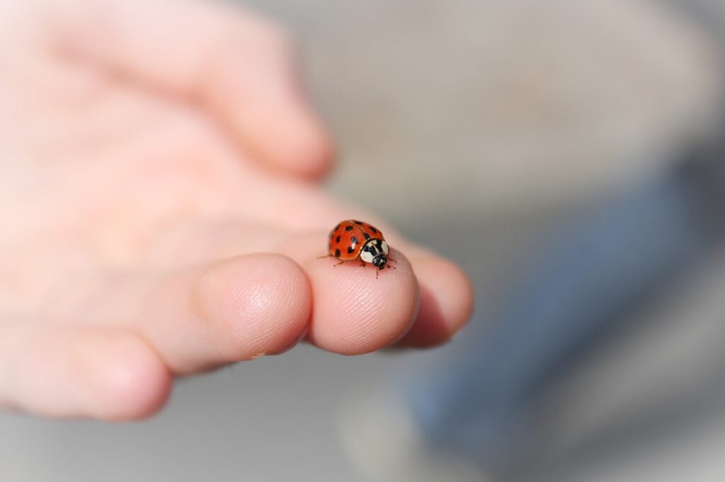 una mano di essere umano. Sul dito medio è appoggiata una cocc. rossa