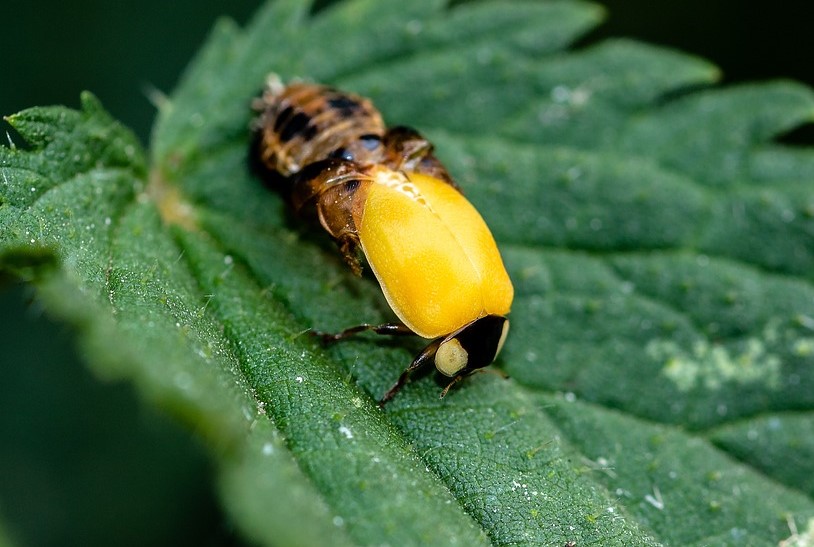 Il momento del passaggio da larva a coccinella