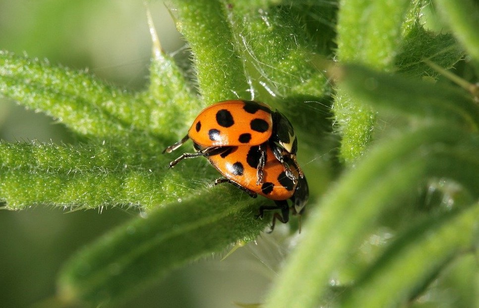 due coccinelle una sopora l'altra, entrambi rosse con puntini neri, si stanno accoppiando su una foglia