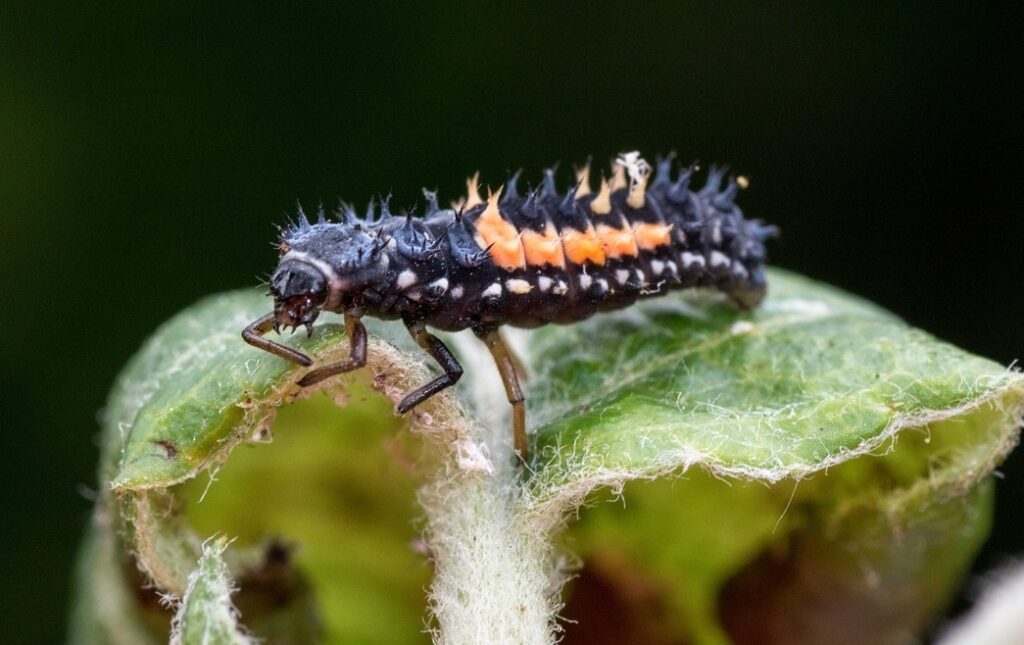 larva di coccinella, si presenta come un bruco nero con zampe anteriori macchia gialla sul dorso 