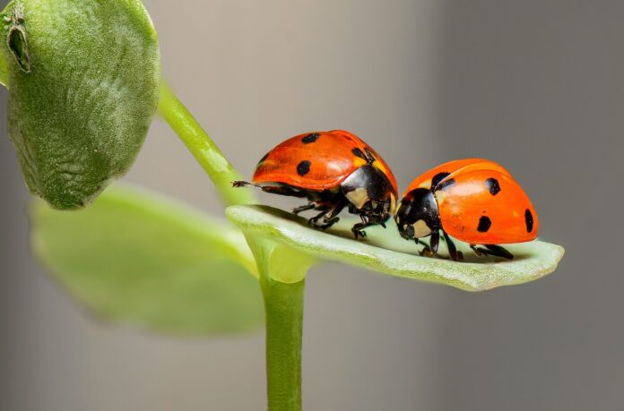 Du cocc. rosse con puntini neri appoggiate su una foglia verde