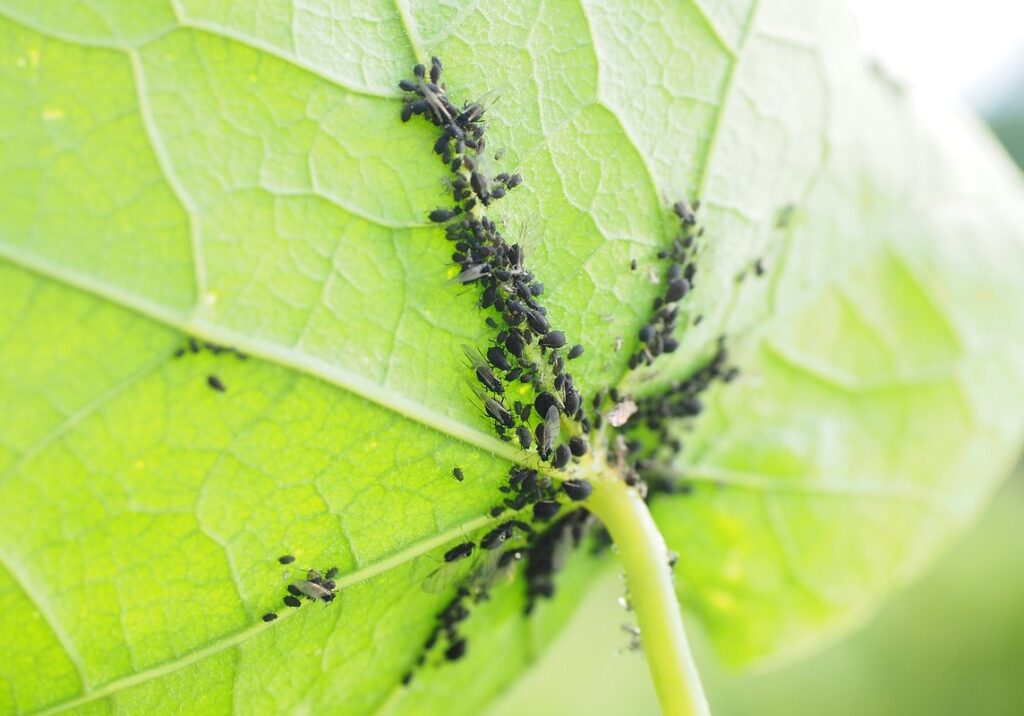 degli afidi infestano una foglia, sono piccoli insetti neri tutti raggruppati 
