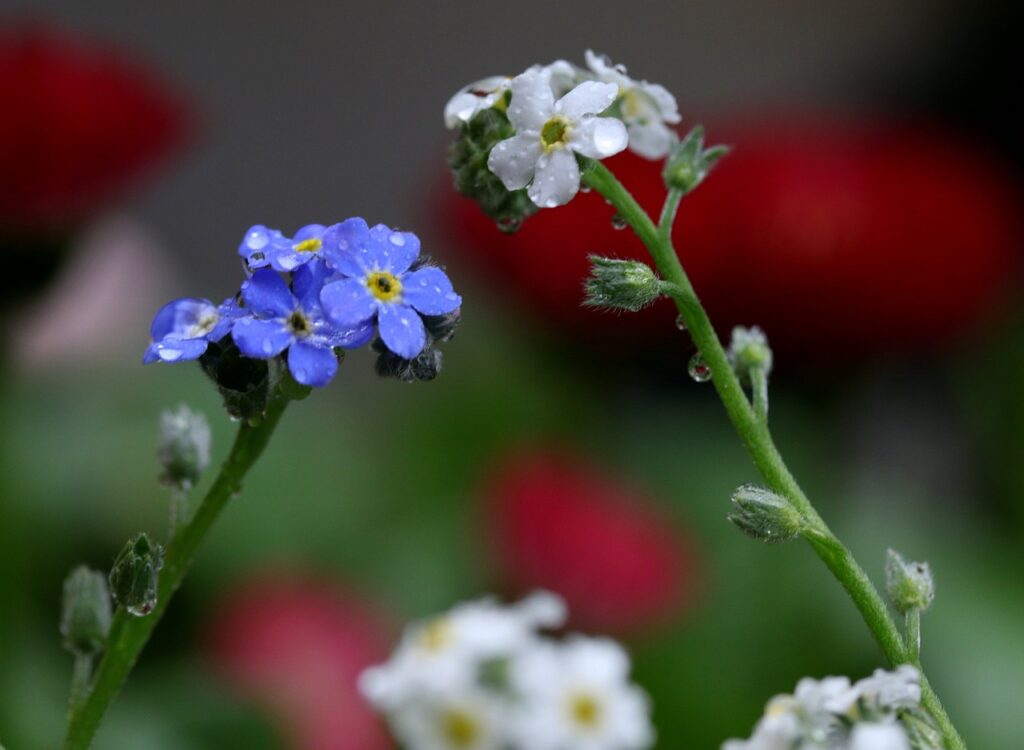 germogli di miosotide che spuntano da destra e sinistra con fiori