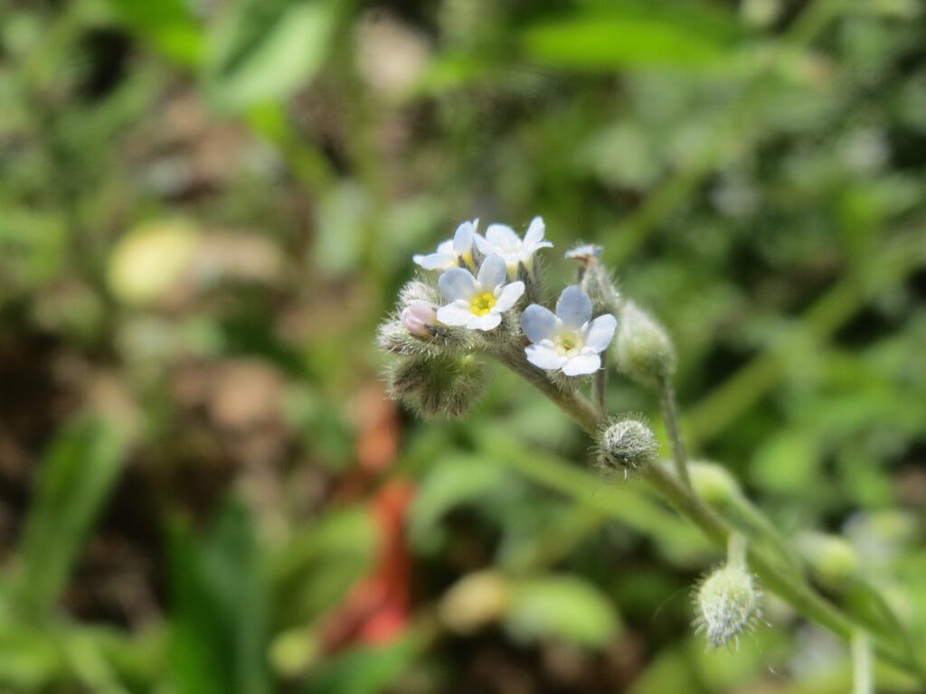 piccolo fiore bianco che spunta da un cespuglio