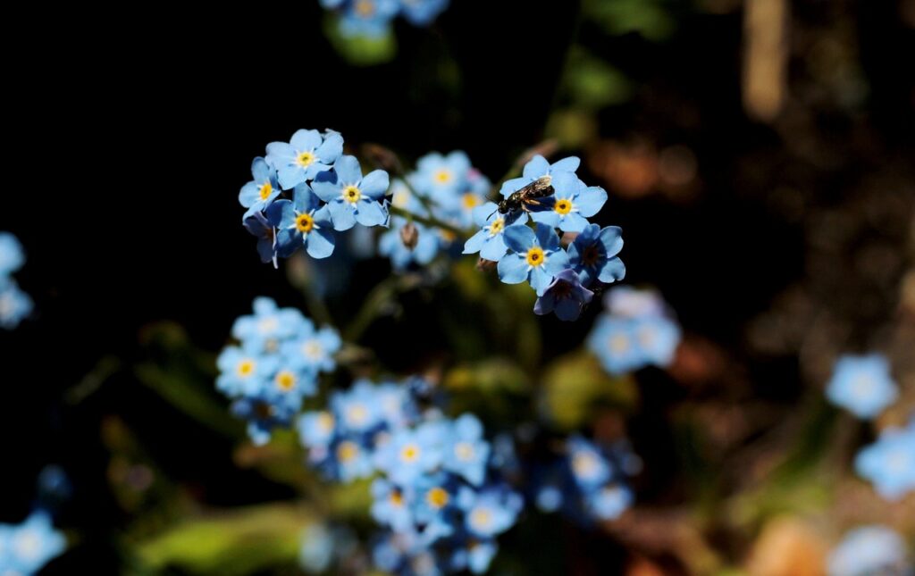 primo piano di miosotide con fiori molto azzurri su fondo nero