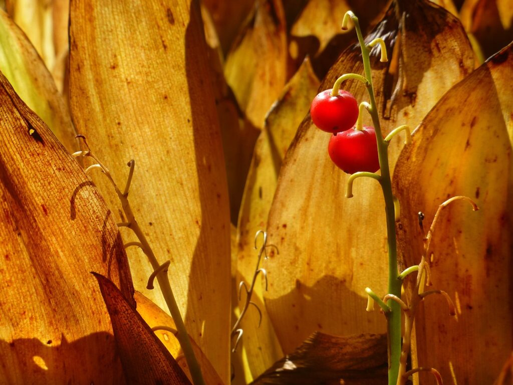 frutto di mugetto bacche rosse con fondo foglie essiccate e marroni