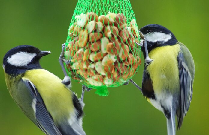 risparmio - due uccellini con il dorso nero e la pancia gialla e una macchia bianca sul muso stanno beccando da una rete dei chicchi di grano