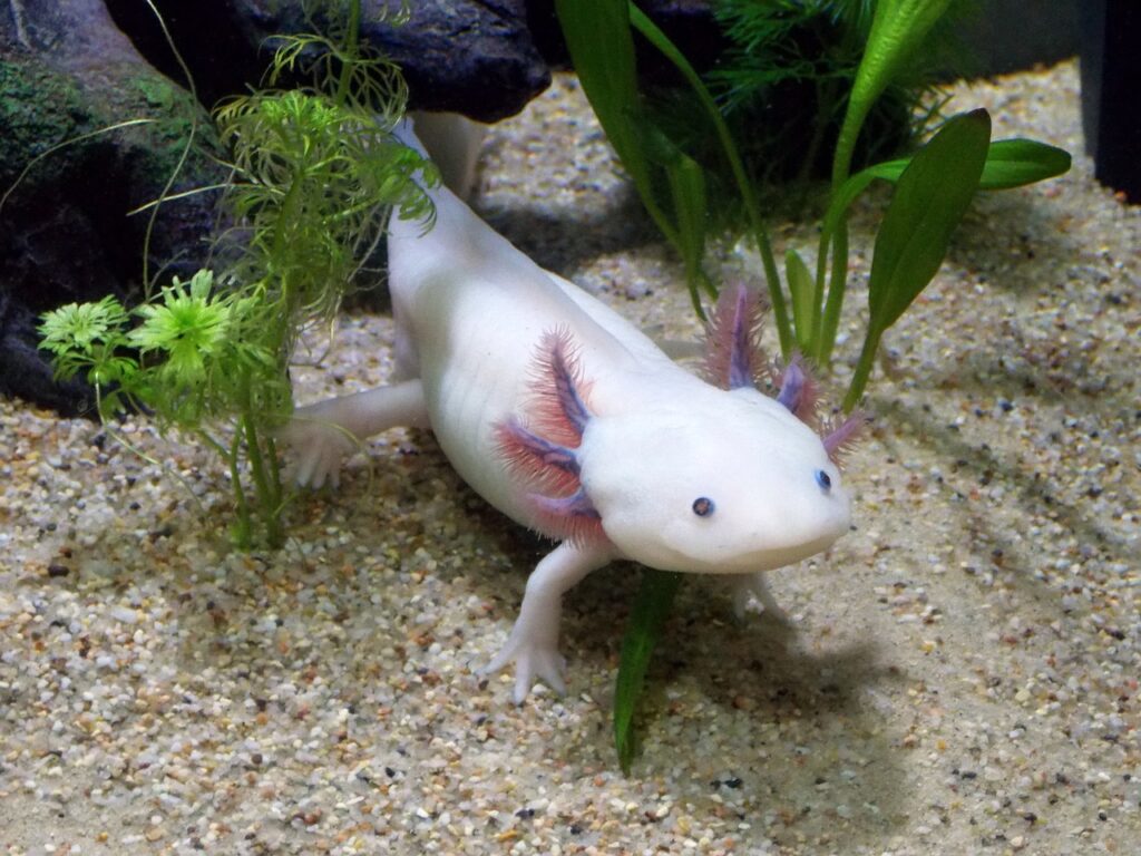 axolotl bianco con pinne rosa in acqua