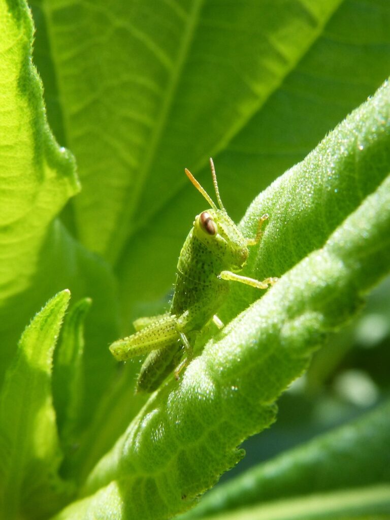 Il grillo verde in mezzo a delle foglie verdi