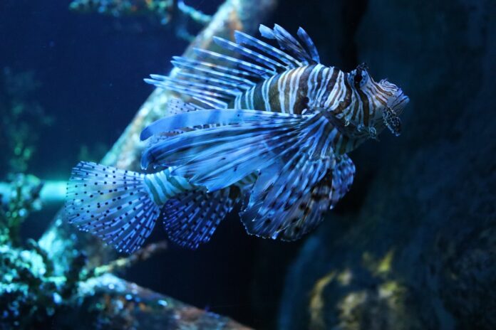 pesce scorpione dalla forma allungata con tanti aculei dritti sul dorso sta nuotando nel mare Il pesce è di colore blu