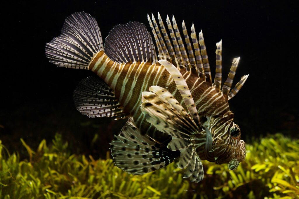 pesce scorpione dalla forma allungata con tanti aculei dritti sul dorso sta nuotando nel mare Il pesce è di colore marrone striato