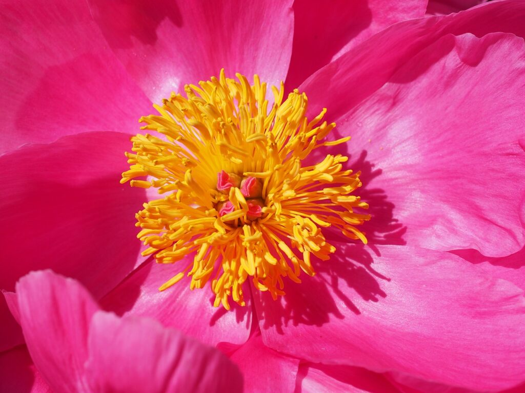 interno di fiore di peonia con pistilli molto gialli