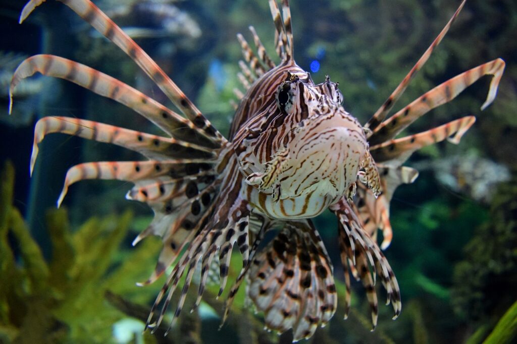 pesce scorpione dalla forma allungata con tanti aculei dritti sul dorso sta nuotando nel mare Il pesce è di colore marrine striato