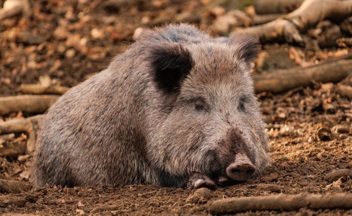 Caccia al cinghiale - una scrofa sdraiata nel bosco