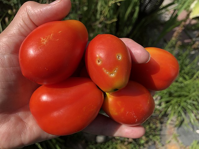 pomodori rossi uno con un disegno che pare che rida