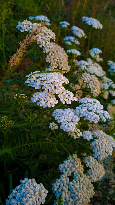 sfumature azzurre per achillea