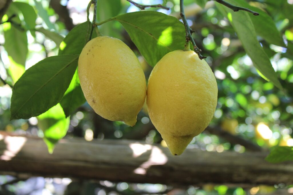costiera amalfitana - due limoni appesi all'albero