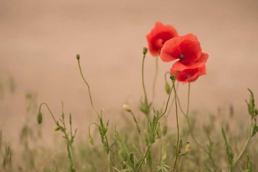 piccoli papaveri in fondo beige assolato