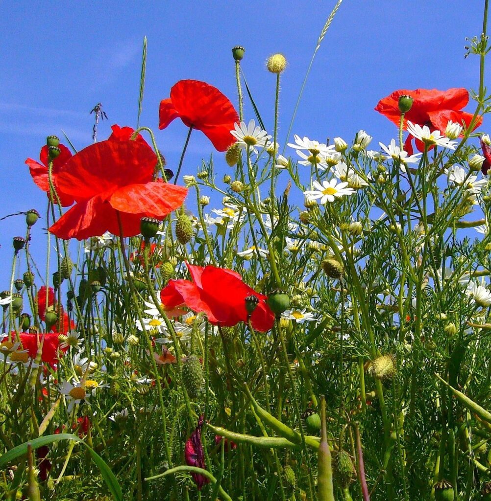 rosolaccio rosso e bianco in un campo estivo