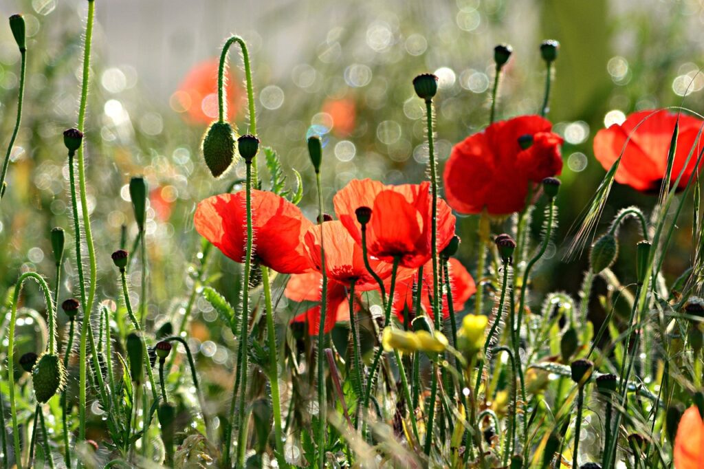 papaveri in boccio e in fiore in un campo
