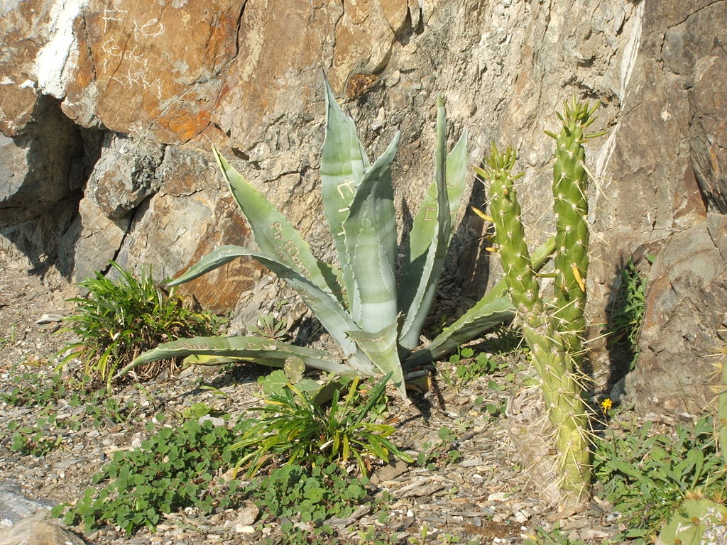 piante sulla via dell amore