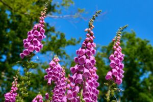primo piano su cielo azzurro di fiori a campanula fucsia