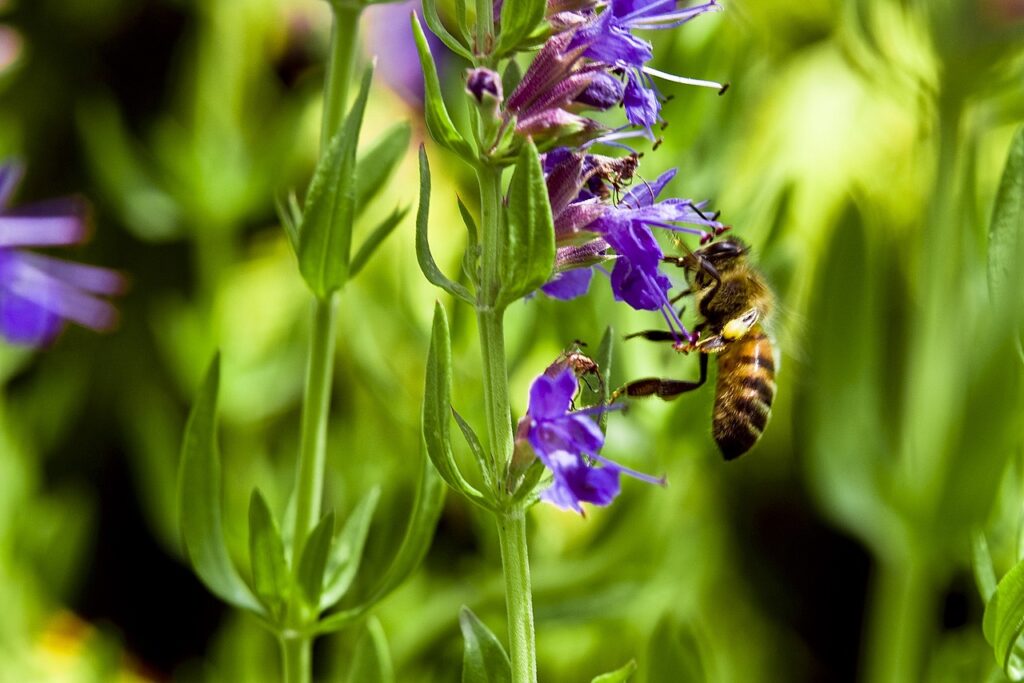 fiori e arbusti