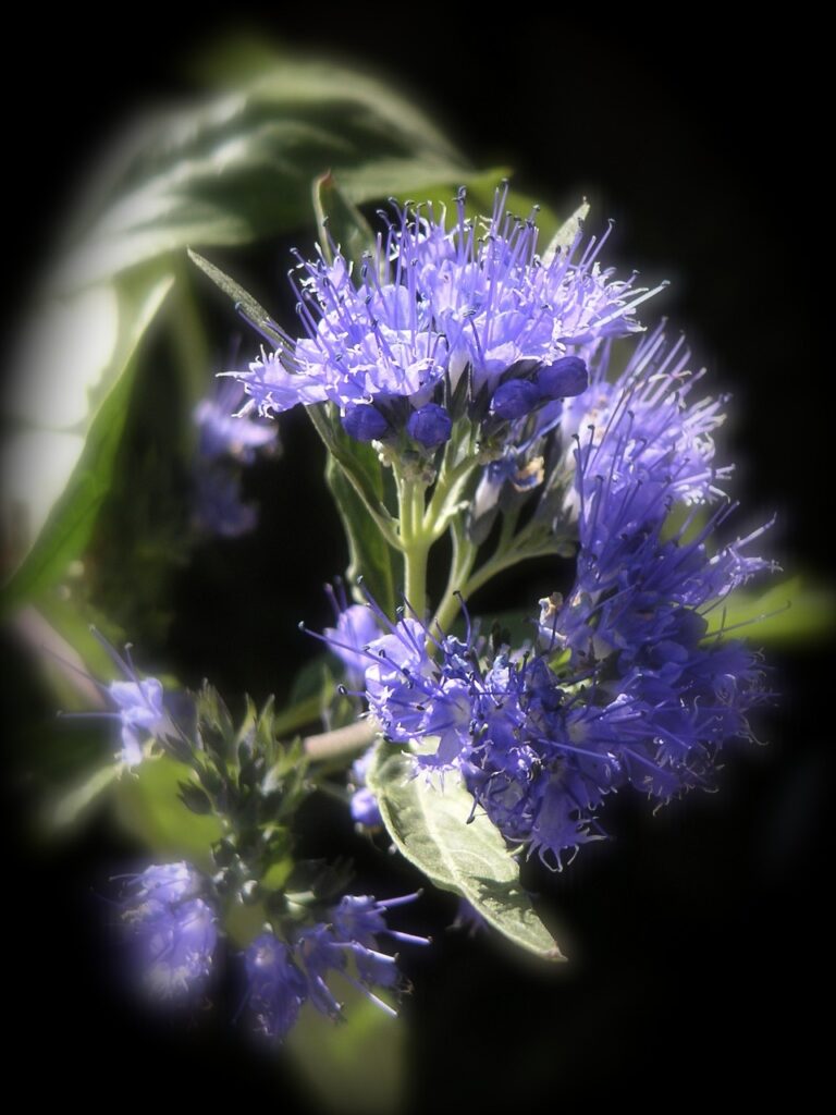 fiore di issopo su fondo nero