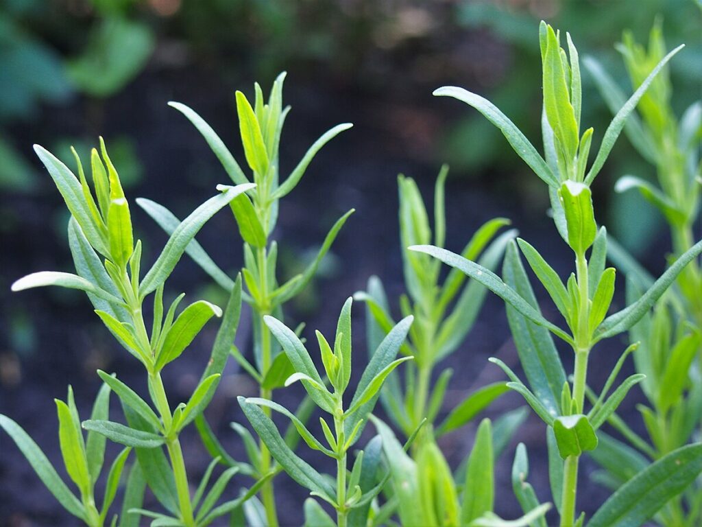 piccoli arbusti verde grigi