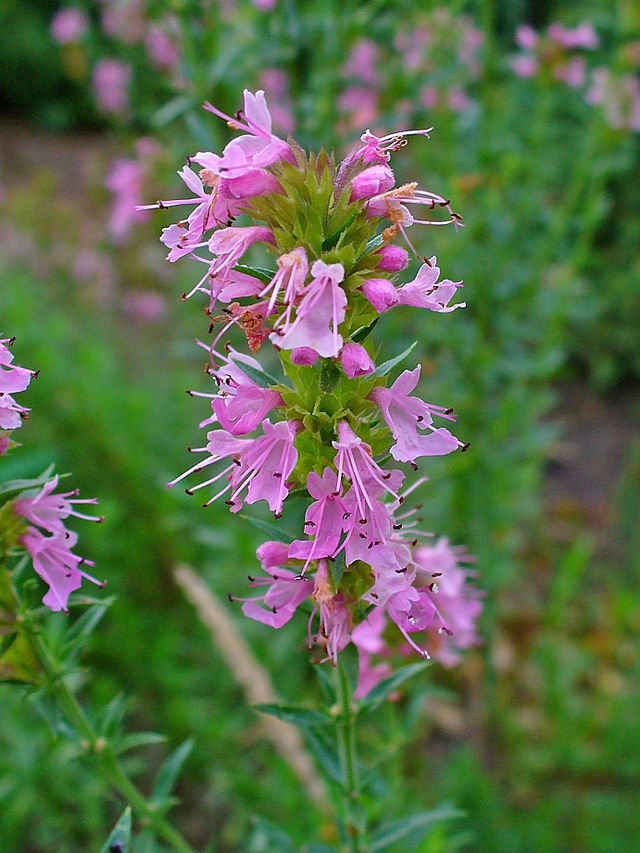 uno stello con fiori rosa