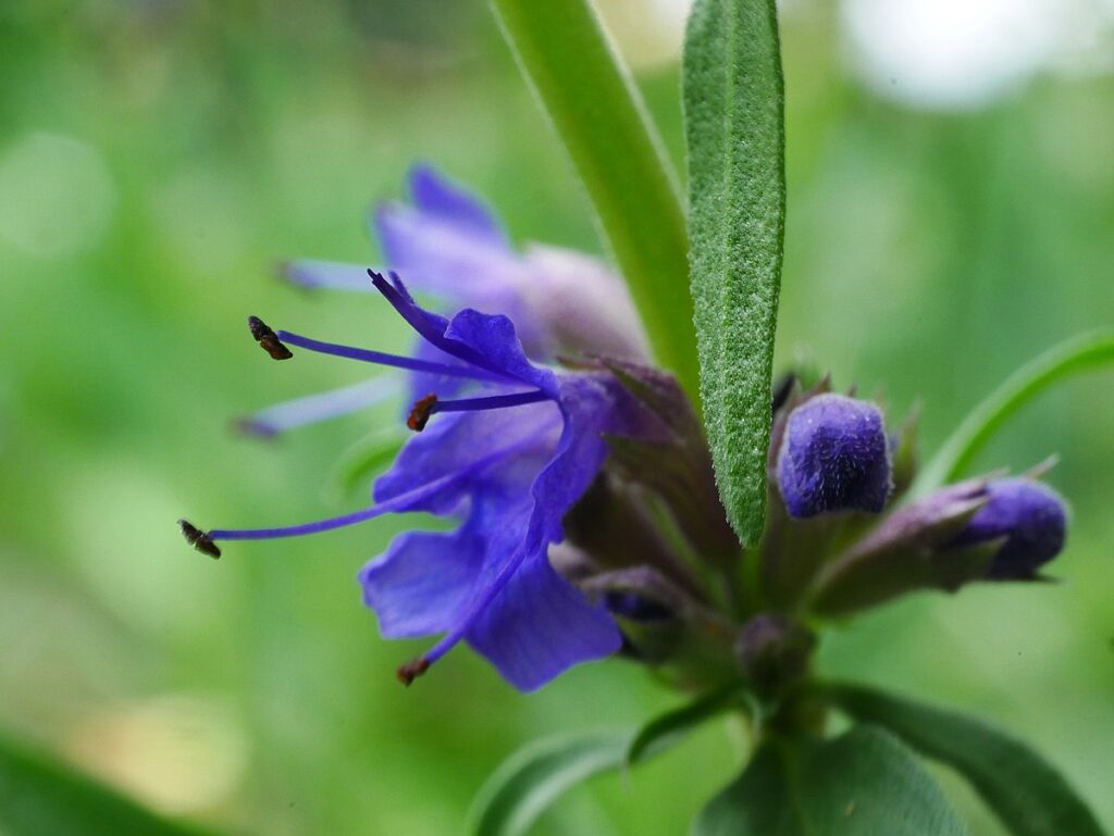 un ape sopra un fiore blu promo piano macro