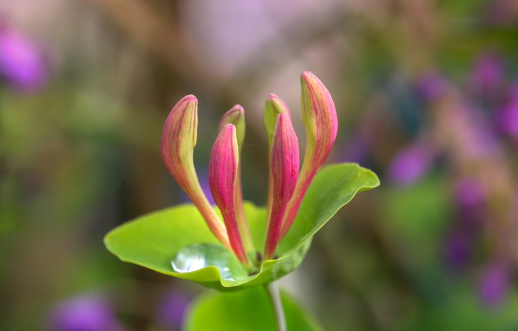 fiore lungo in primo piano color fucsia