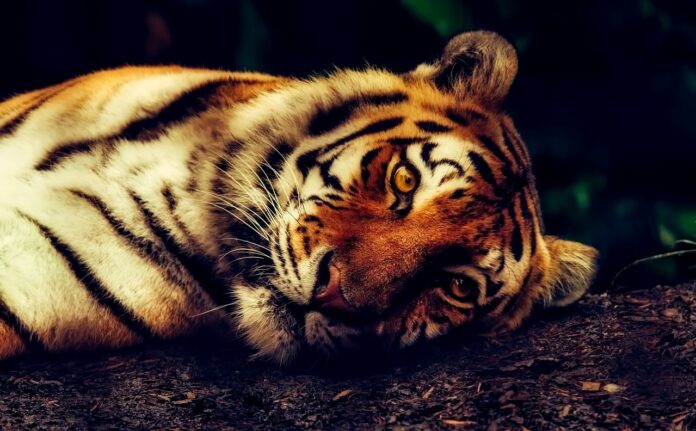 giornata mondiale della tigre - primo piano della testa di una tigre sdraiata