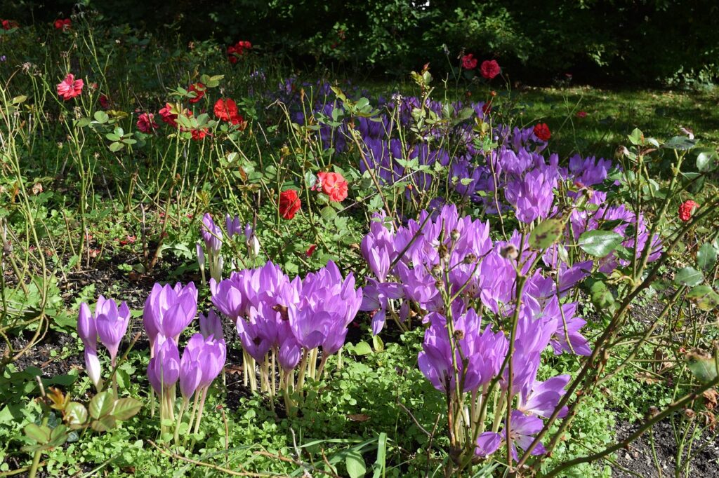 prato rigoglioso con fiori rossi e viola