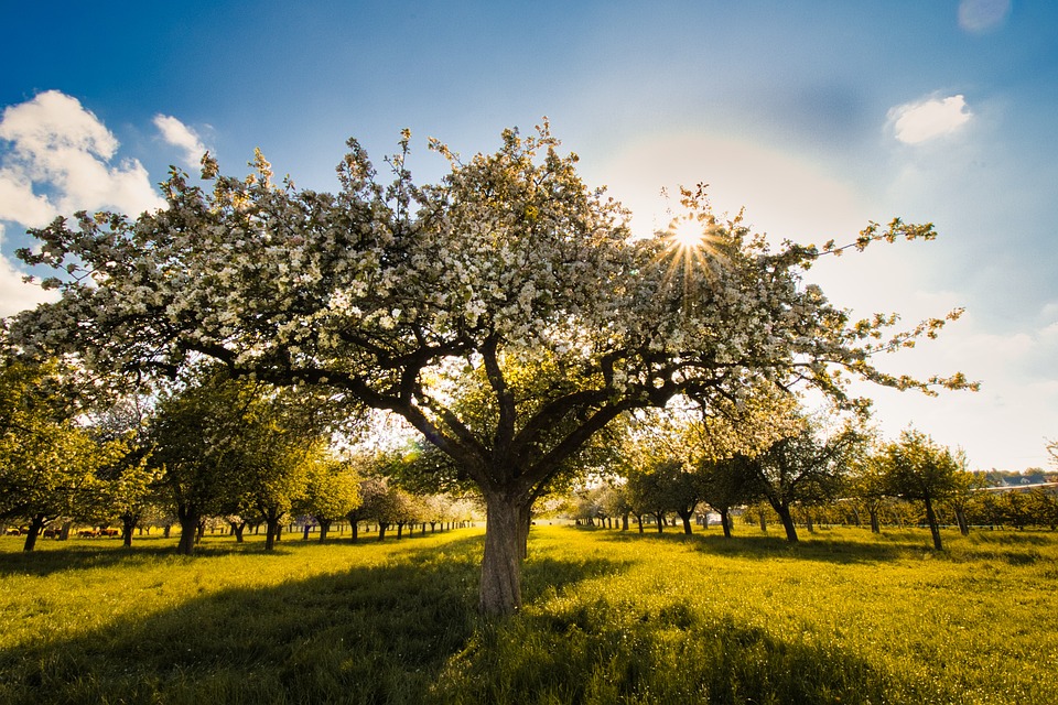 un albero di melo al tramonto in un campo da colori autunnali