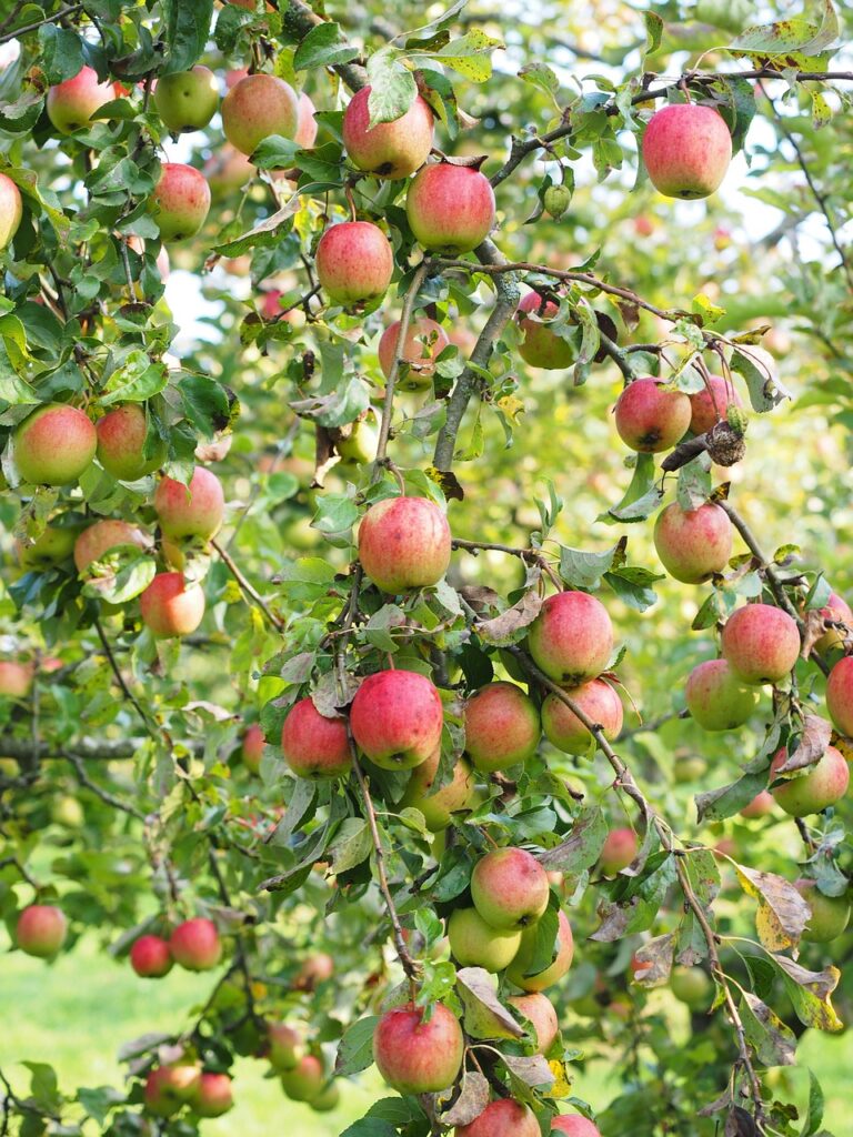 un melo pieno di frutti