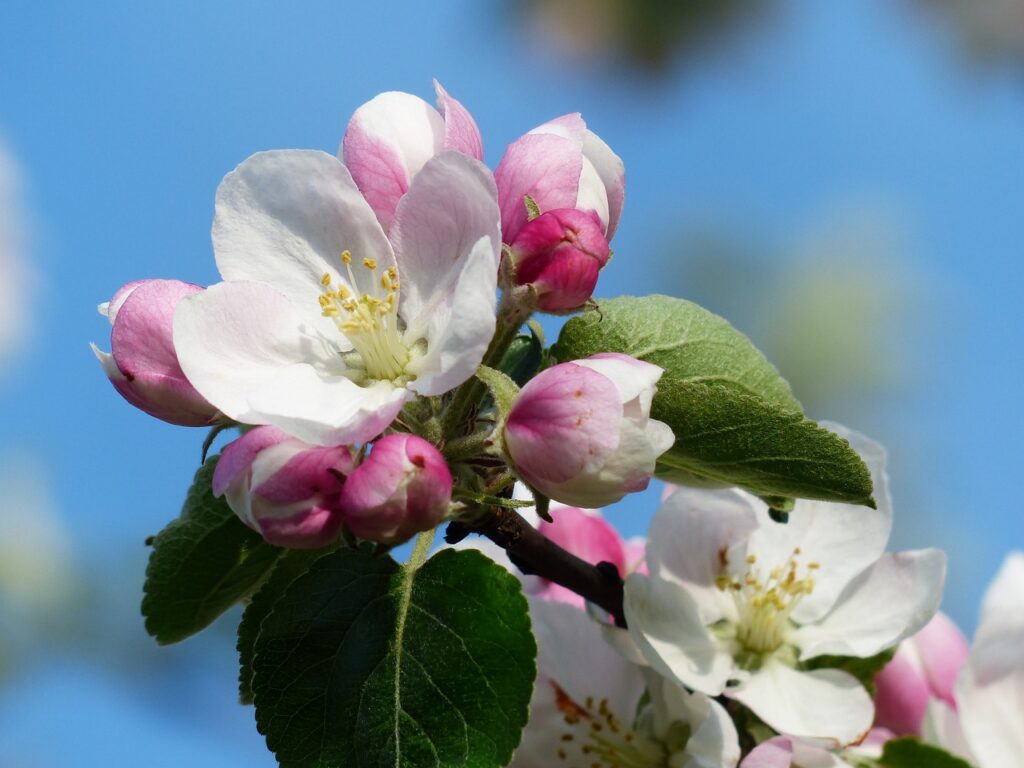 primo piano di un fiore bianco e rosso