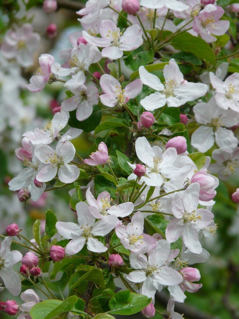 fiori bianchi di melo